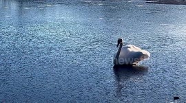 Watch as a swan struggles to keep its footing while walking across the frozen waters of Grasmere in the Lake District
