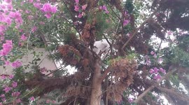 Cat rescued from being stuck up in a tree as it couldn't get down