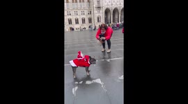 Adorable French bulldog is ready for Christmas with spectacular outfit