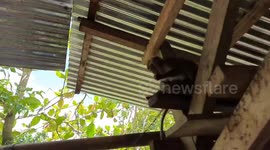 The cute Monkey accepted all the food given to him even though he couldn't hold it all!