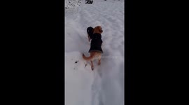 Labradors dash through snow in park after Scotland hit by Arctic Blast