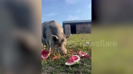 US woman quits job as make-up artist and opens rescue centre which is home to 180 disabled farm animals