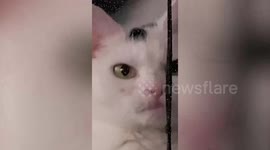 Britain's most unwanted cat who can't meow and is toothless has finally found her forever home