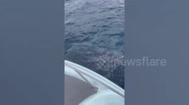 Friendly whale shark swims around fishing boat in southern Thailand