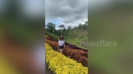 Tourist twirls and falls onto hedge in funny social media video fail