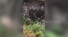 Two monocled cobras engage in mating ritual in field in Thailand