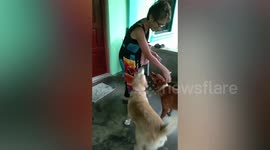 Dogs cry with joy when reuniting with grandma after two-week vacation