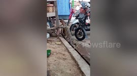 Two wild monitor lizards grapple for territory outside workers’ dorm in Thailand
