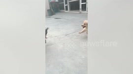 Excited puppy chases around terrified chickens while playing