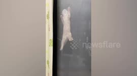 Playful kitten climbs on mesh screen door in Taiwan