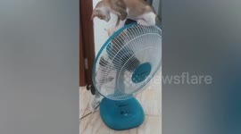 Playful cat trio climb on moving electric fan