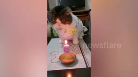 Grumpy pet cat refuses to celebrate its own birthday