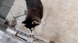 Clever husky knows how to open house gates on its own
