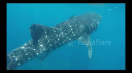 Majestic encounter with massive whale shark in Isla Mujeres, Mexico