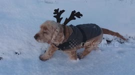 My Dog Playing In The Snow Loving The Cold Spell - Dec 15th 2022