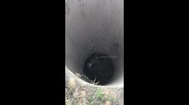 Aggresive leopard rescued from a 25 feet deep well in baghpat