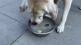Labrador hilariously tries to eat treats from frozen water bowl
