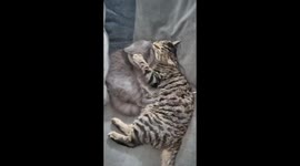 My tabby cat licking my British short hair cat to death