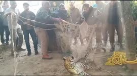 Aggressive leopard rescued from 25-foot well