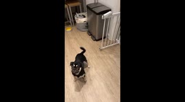 Buster catching treats bought from the local shop showing off