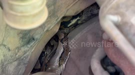 Rescuers fight to pull out large python stuck under resident's pickup truck in Thailand