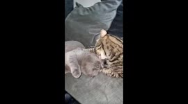 My tabby cat grooming and licking my British shorthair cat