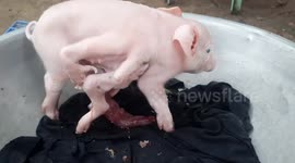 Bizarre piglet with eight legs born on farm in the Philippines
