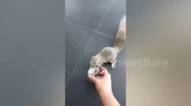 Animal lover befriends squirrel by feeding it fruit every day
