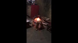 Adorable cats playing in front of the bonfire
