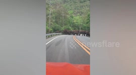 Large herd of elephants amazingly cross road in single file in Thailand
