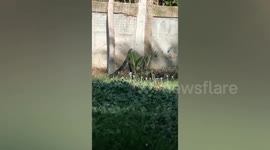 Two rat snakes perform awesome mating dance in family’s backyard in Thailand