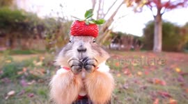 How cute is this 'Santa' prairie dog wearing strawberry hat?