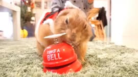 Smart prairie dog rings bell to get treats from owner