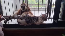 Curious monkey pesters cat