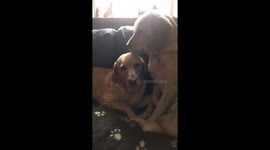 A cute clip of my two labs, one getting her face licked clean with slobber.