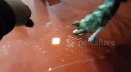 A torch for dogs is what a laser pointer is for cats