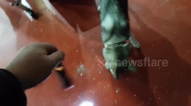 Siberian Husky chases LED torch