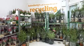 Festive range at Sainsburys with Christmas trees and plants