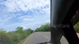a wild elephant try to stop french tourist car and find the food on the road