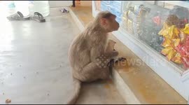 Lonely mamma monkey adopts tiny puppy in India