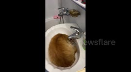 Funny video of a cat drinking tap water