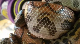 Rainbow Boa constrictor Snake species was a great colour and a great animal to see