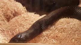 Mexican Black King Snake species was resting in the enclosure tank house