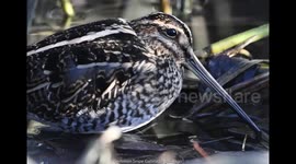 Common Snipe Gallinago gallinago feeding on a cold winter's day