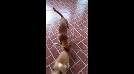 Mamá chihuahua juega con su hijo mike