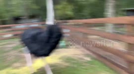 Ostrich pulls down handler's trousers in surprise attack