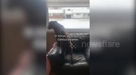 Clever pooch has been helping owners with newborns by fetching nappies & bottles, tidying up & even waking them when the babies are crying