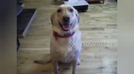 A collection of Roxie the Labrador best dog tricks and training