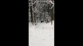 Bear_Tom 18/12/2022