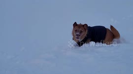 What is under snow? A dog enjoying the weather in St Petersburg, Russia